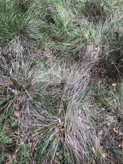 Festuca californica