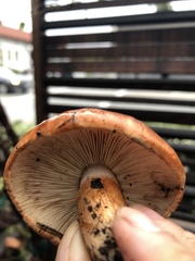 Tricholoma fracticum