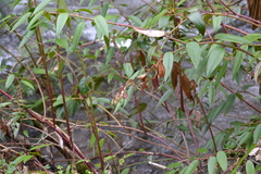 Leucothoe