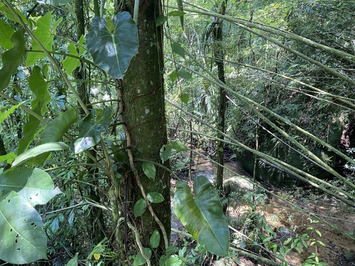 Filodendro Brasil