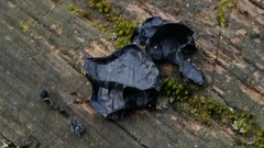 Fungi