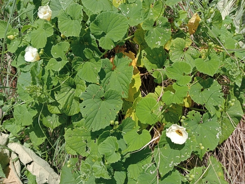 Momordica foetida