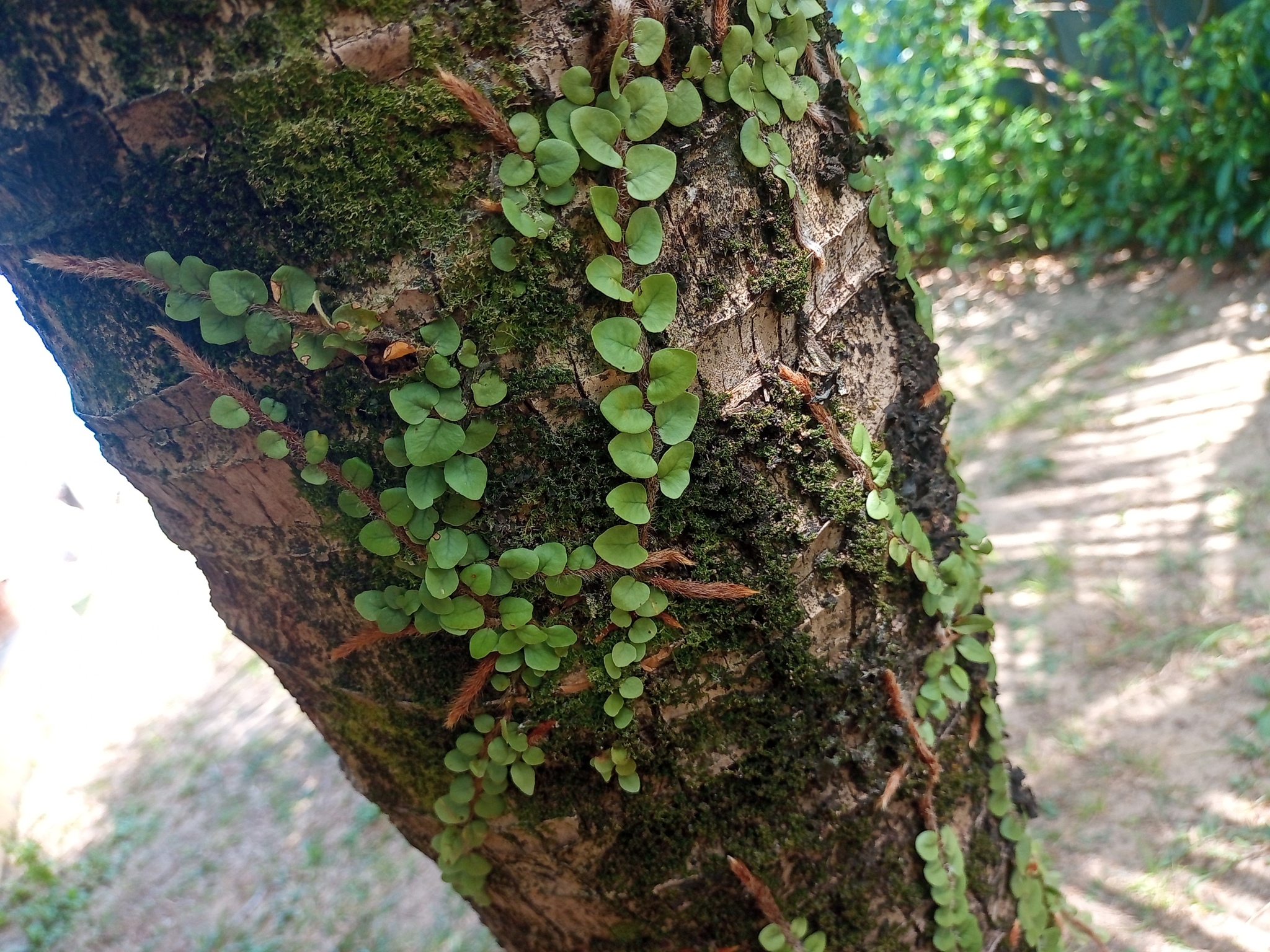 Microgramma vaccinifolia