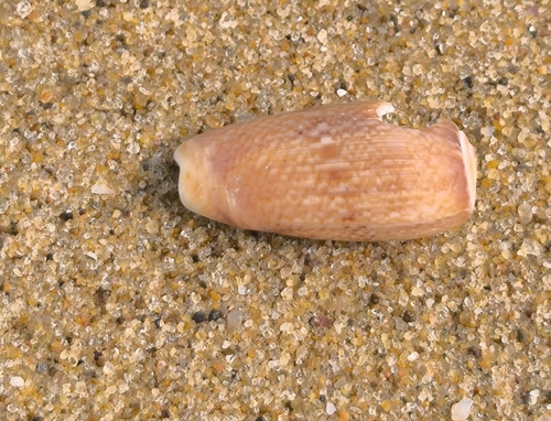 Oliva vidua observed 2024-01-22