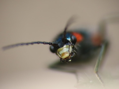 Clanoptilus spinipennis