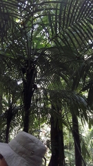 Astrocaryum mexicanum