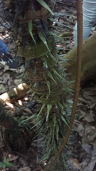 Astrocaryum mexicanum