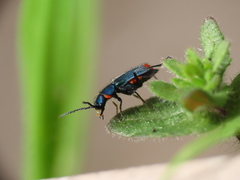 Clanoptilus spinipennis