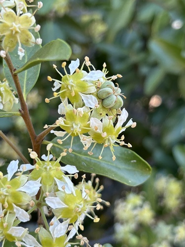 Quillaja