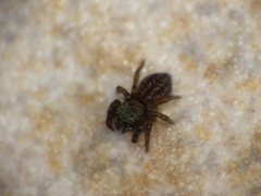 Euophrys