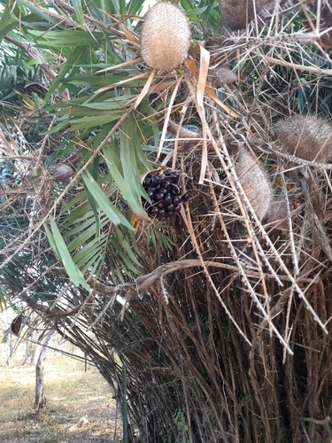 Foto de Tucumã-bravo