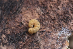 Noctua fimbriata