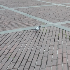 Columba livia domestica