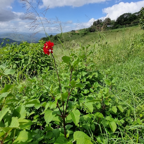 Foto de Dália