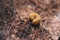 Noctua fimbriata