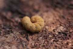 Noctua fimbriata