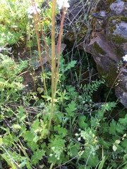 Lithophragma heterophyllum