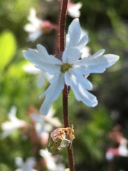 Lithophragma heterophyllum