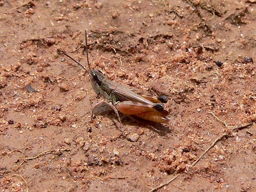 Leva soudanica