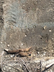 Marmota monax