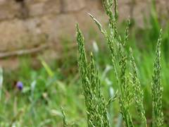 Poa bulbosa