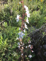 Lithophragma heterophyllum