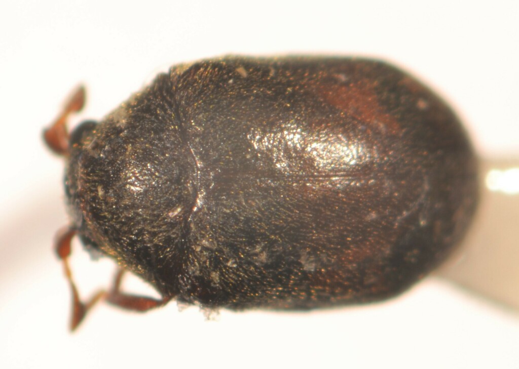 Dorcatoma punctulata