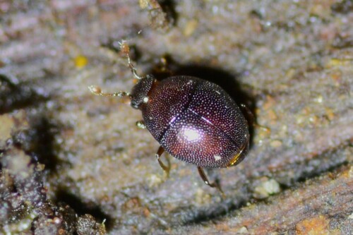 Hister Beetles (Family Histeridae) · iNaturalist