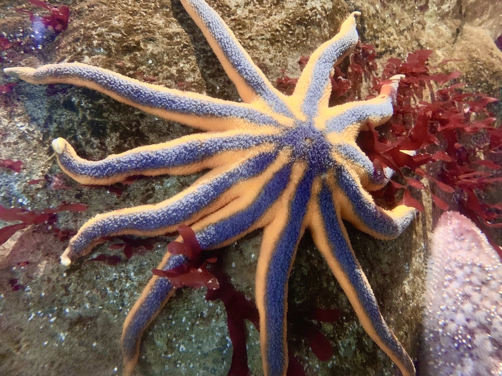 Orange sun star