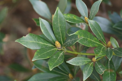 Image of Machilus Breviflorus (Machilus breviflorus) by no rights reserved
