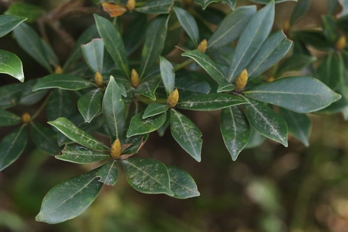 Image of Machilus Breviflorus (Machilus breviflorus) by no rights reserved
