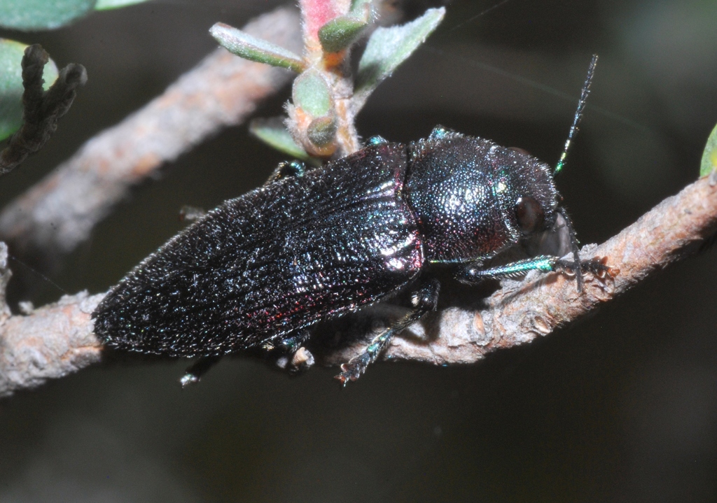 Neobuprestis frenchi