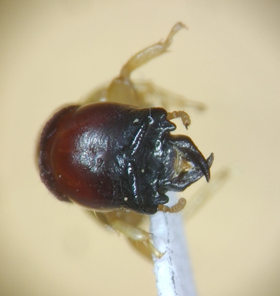 Florida Drywood Termite