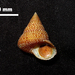 Maurea osbornei - Photo (c) snailboy,  זכויות יוצרים חלקיות (CC BY-NC)