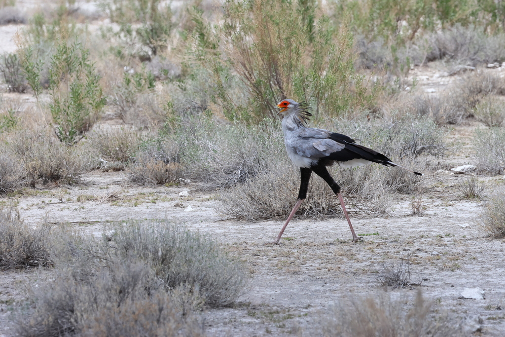 Secretarybird In January 2024 By Dr Thomas D Rner INaturalist   Large 