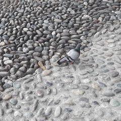 Columba livia domestica