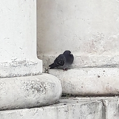 Columba livia domestica