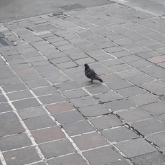 Columba livia domestica