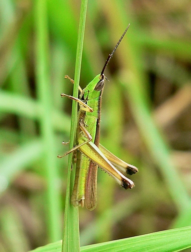 Orthochtha brachycnemis
