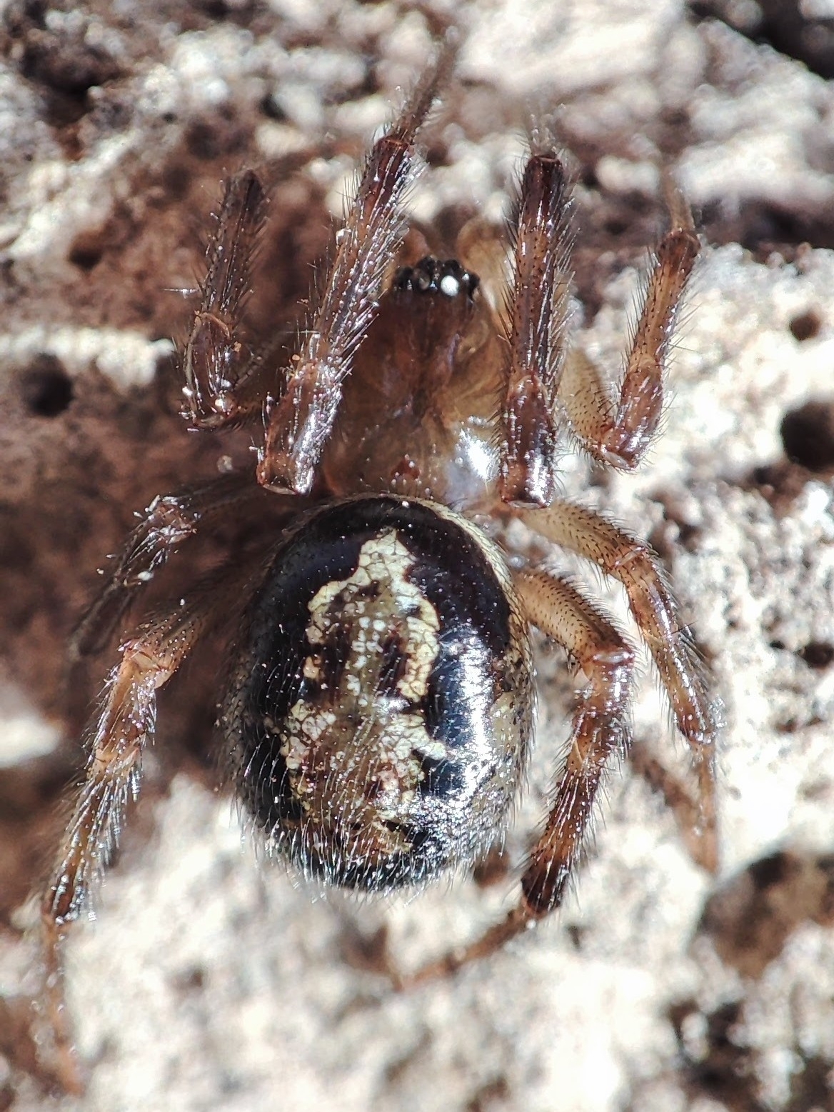Falsa viuda negra mordedora