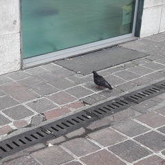 Columba livia domestica