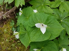 Trillium simile