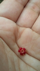 Pinochia corymbosa