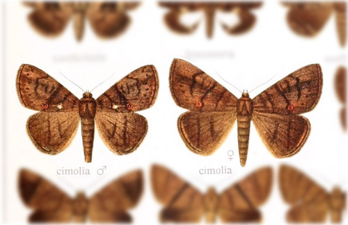 Dyomyx cimolia