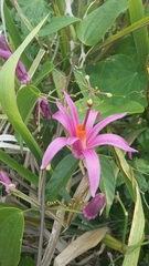 Passiflora tulae