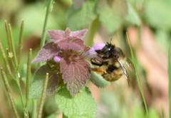 Anthophora villosula