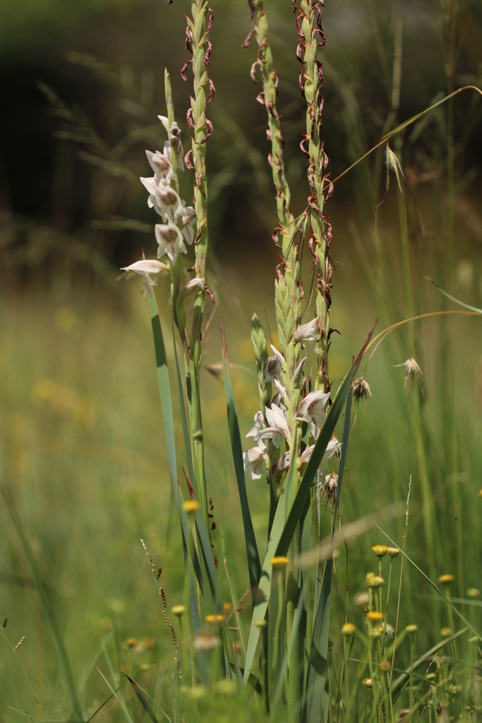 Gladiolus