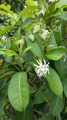 Chionanthus domingensis