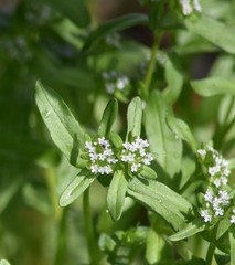 Valerianella locusta