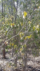 Croton glabellus polytrichus